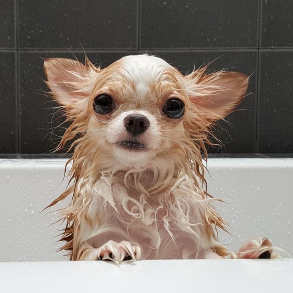 Sirius Groom Conditioner for Dogs - Picture 2 of 3